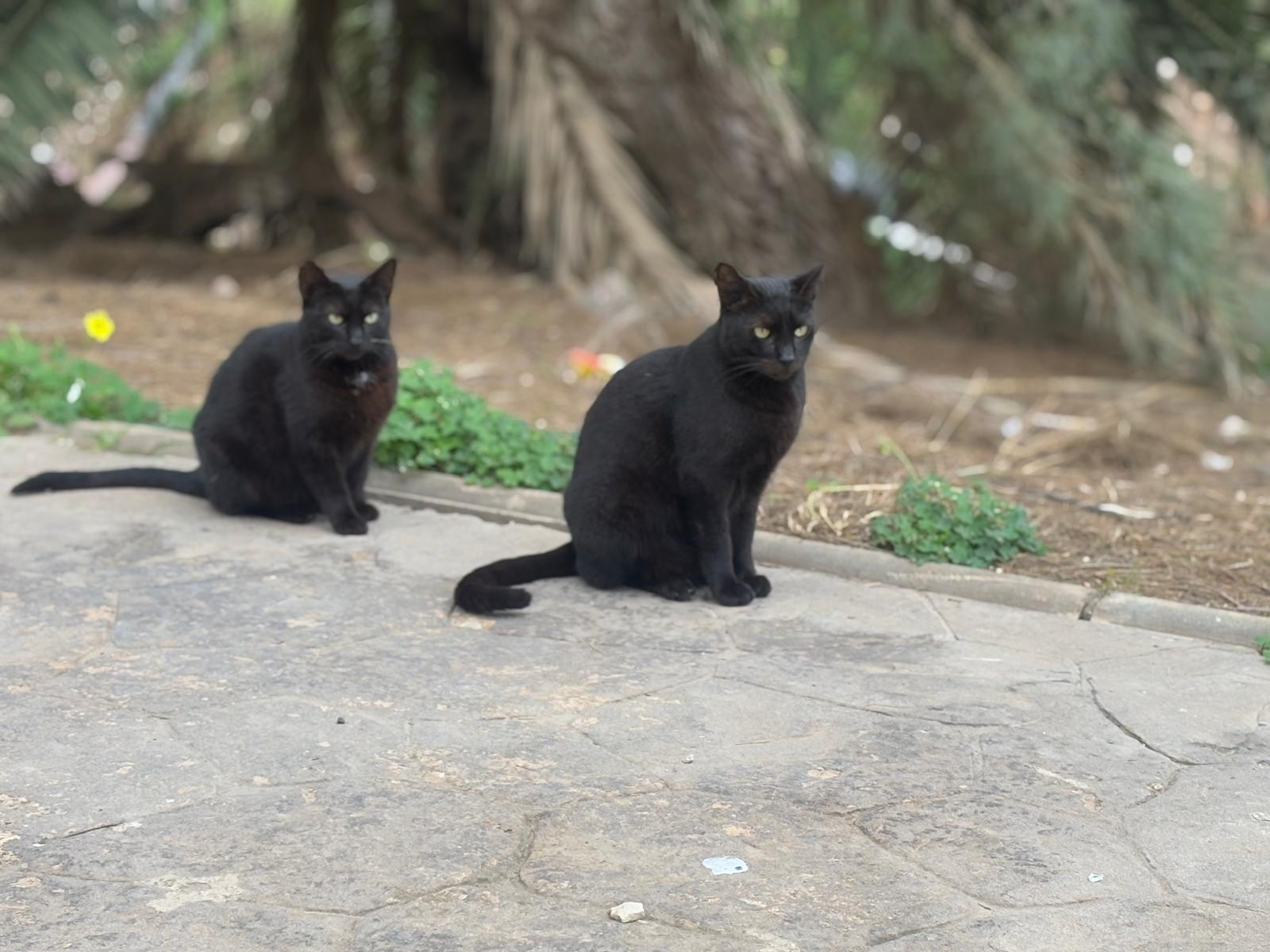 Ari y Tiñi