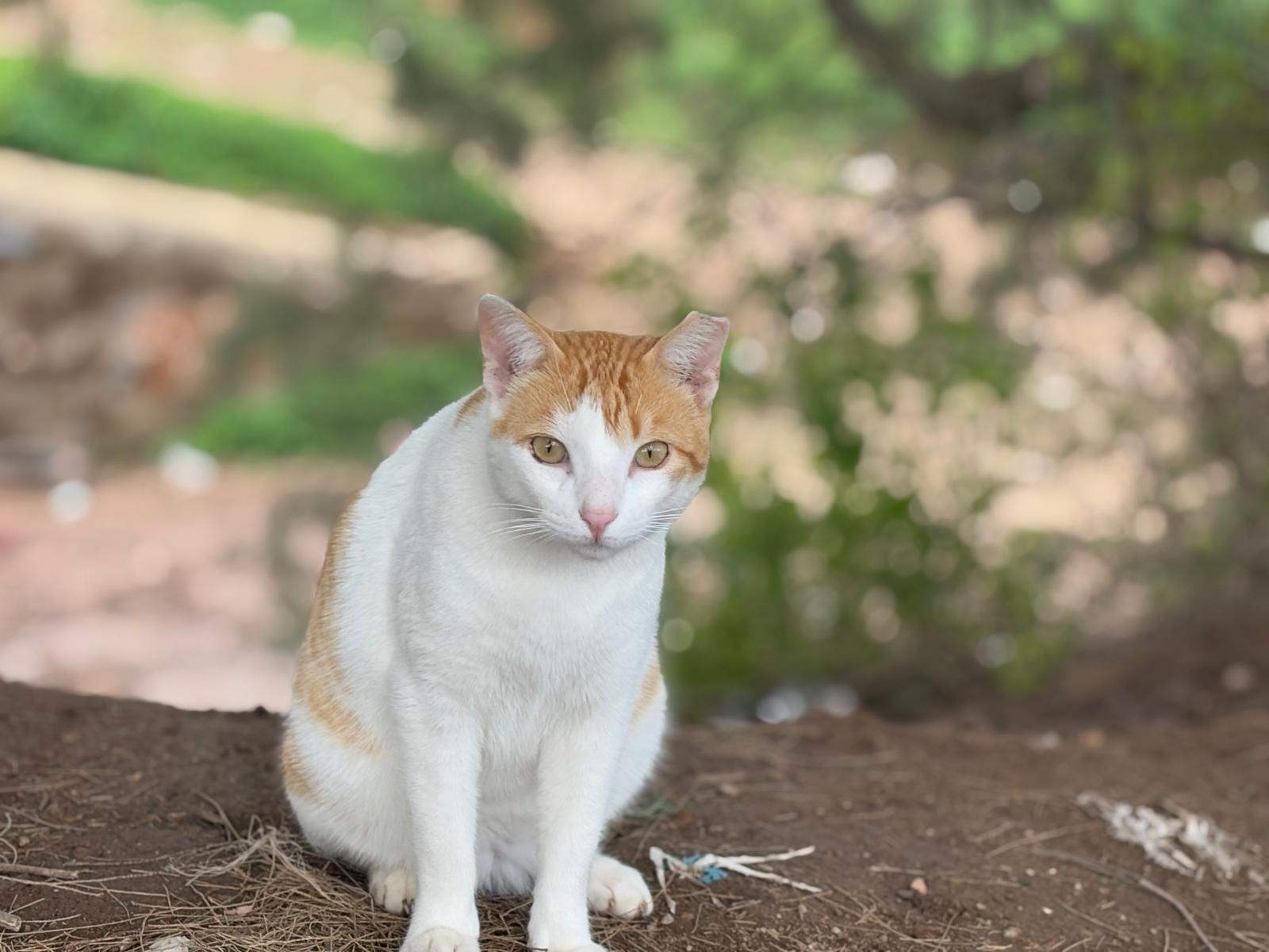 Manolo