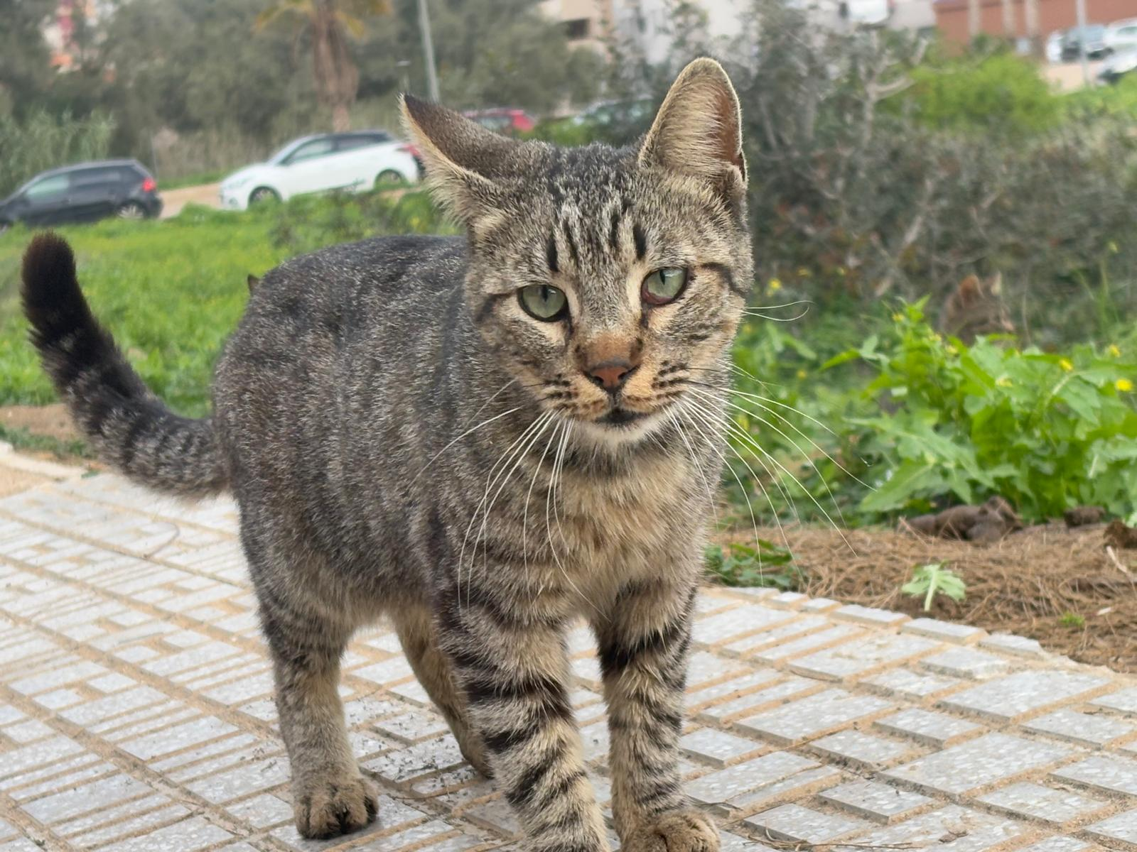Juanito