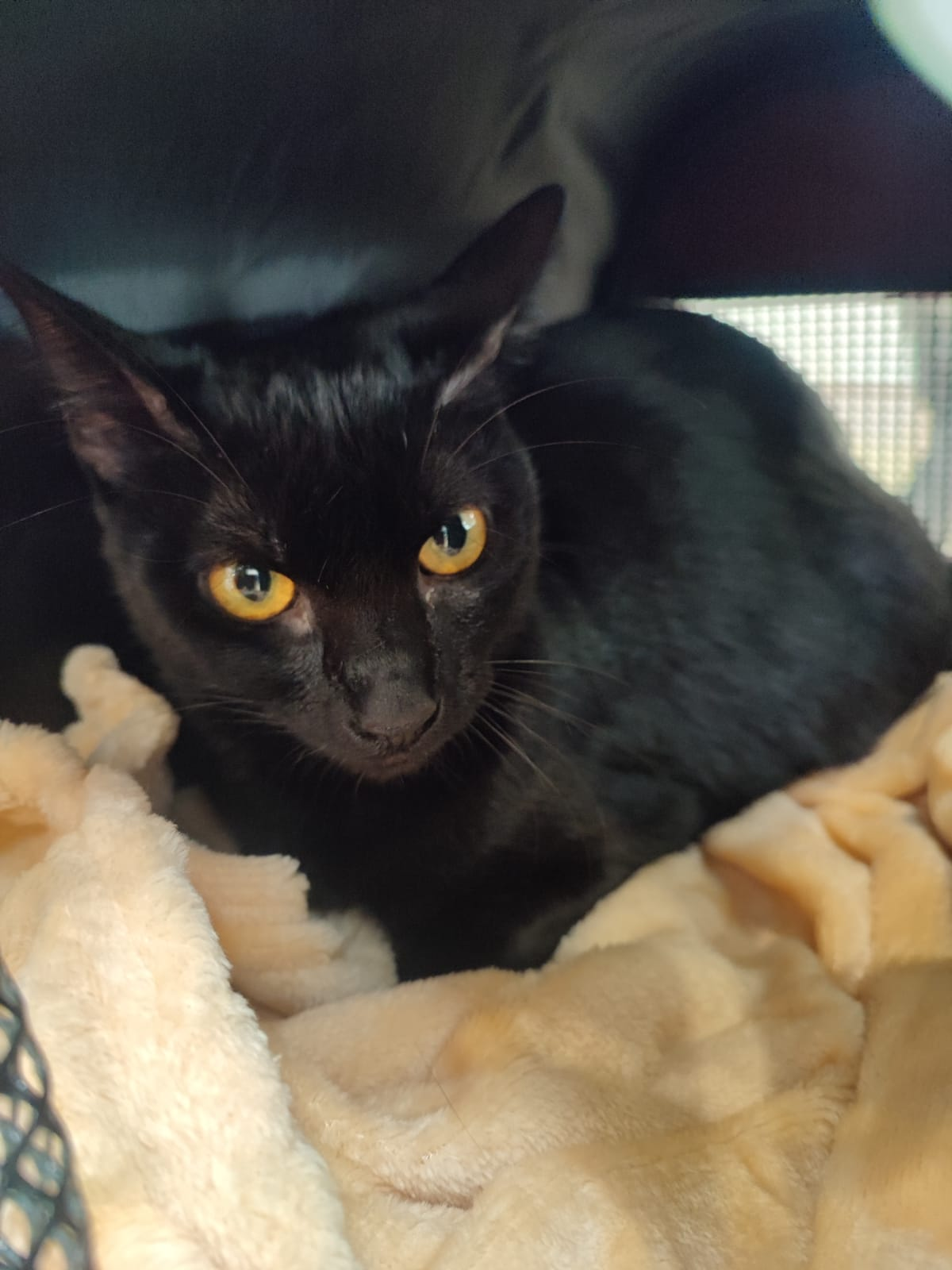 Bagheera