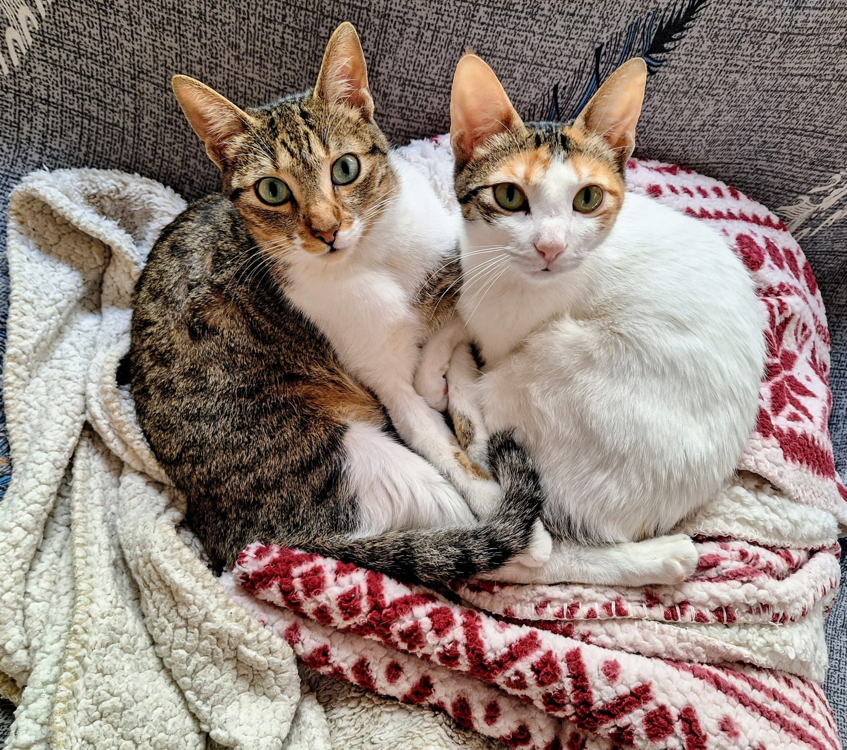 Milo y Tara